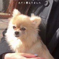 女性の膝の上に乗りながら、外の音に震える犬