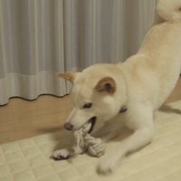 おもちゃで遊ぶノンくん