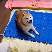 笑顔で休憩する柴犬