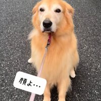 散歩を拒否する大型犬