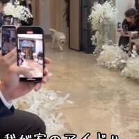 扉の奥から歩いてくる犬