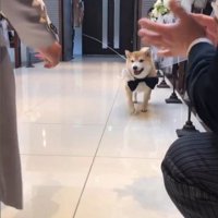 リングドッグに挑戦する豆助座衛門くん3