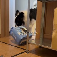 大きな袋を引きずる犬