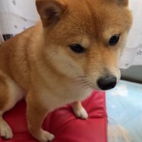 壊れたおもちゃを不安げに見つめる柴犬