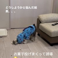 匂いを嗅いで、地面に落ちているおやつを探す犬