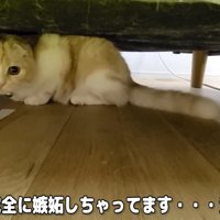 しばらく機嫌が直らないかも…？
