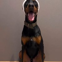 ファンシーなヘアバンドを装着！