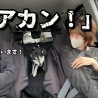 座席の間に立つ犬