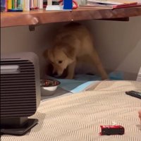 水を覗き込む犬