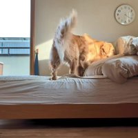 気配はするのにどこにもいない！