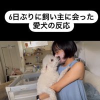 むう君＆める君と飼い主さんの再会⑩