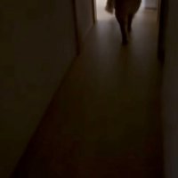 廊下を元気よく歩く犬の姿