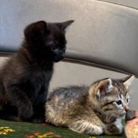 捨て猫