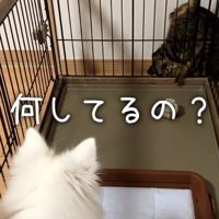 困惑するガブちゃん