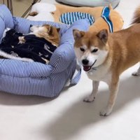 子供たちも心配そうに見守る