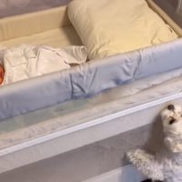 ベビーベッドの赤ちゃんが気になるエルくん