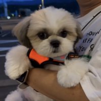 抱っこされる犬3