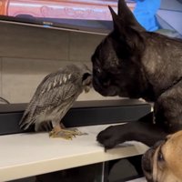 そらちゃん、勇気を出す練習中