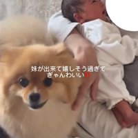 嬉しいハニちゃん