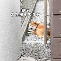 お散歩後、まったりタイム