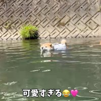 男性に見守られて川の中を泳ぐ柴犬