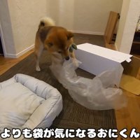 新しいベッドを買ってもらったおにぎりくん2