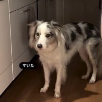 こちらを見つめる犬2