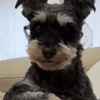 アップで見つめる犬