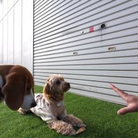 いい子で「待て」をするポピーくん