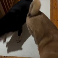 2匹の犬2