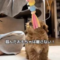 やんちゃな一面も