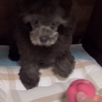 おもちゃを見つめている犬