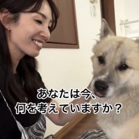 人の隣で穏やかに座る犬