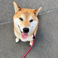 ニコニコ