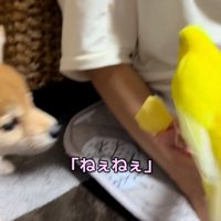 鳥に近づくワンコ