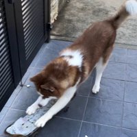 ブレーキはかけられない