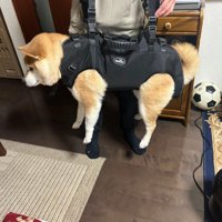 リフトハーネスを使ってみたら…