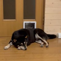 扉を叩く猫