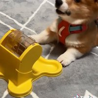 不満そうなむぎちゃん