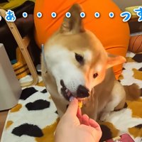 スティーブくんも嬉しそう