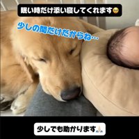 子育て中の家族とこてつ君の日常4