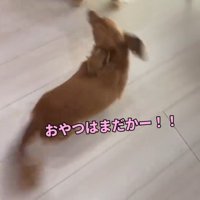 おやつを探して部屋の中を歩くミニチュアダックスフンド