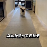 部屋から出てくる犬