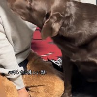 女性の顔に鼻先をくっつけるラブラドール