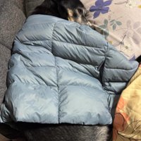 柴犬とジャーマンシェパードのMIX犬