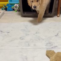 何かを狙っている様子