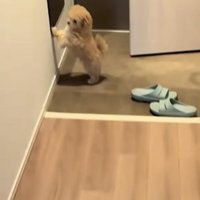 玄関にいる犬