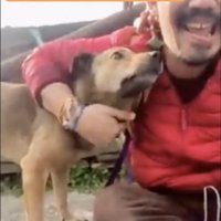 頬にすり寄り舐める犬