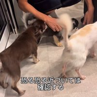 お兄ちゃんの帰りを待つこげまる君9