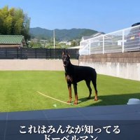 ドーベルマンのふじ君